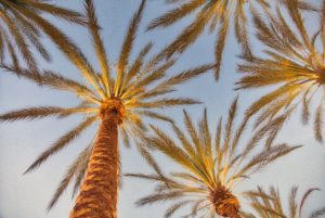 Palm Trees of Southern California for yoga retreats this year